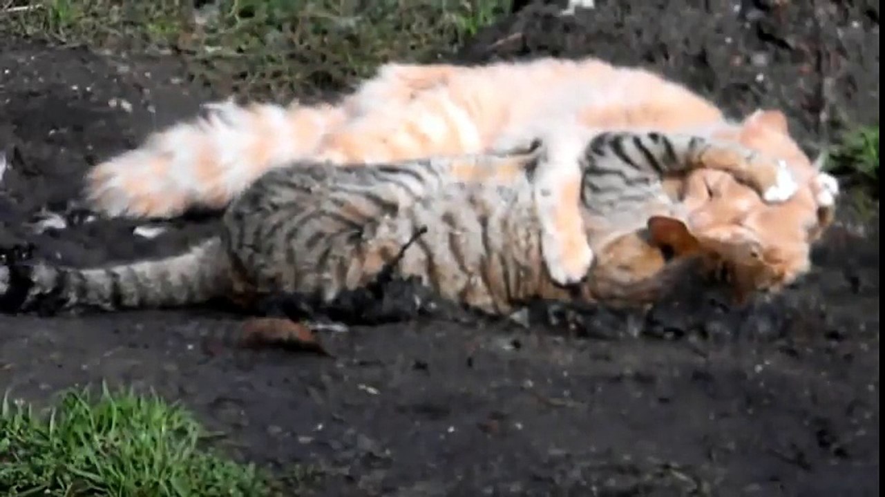 Funny Cat Fight 2017