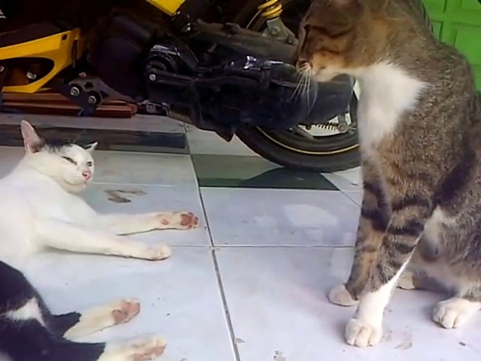 funny cat fight - 2017 sarai sidhu