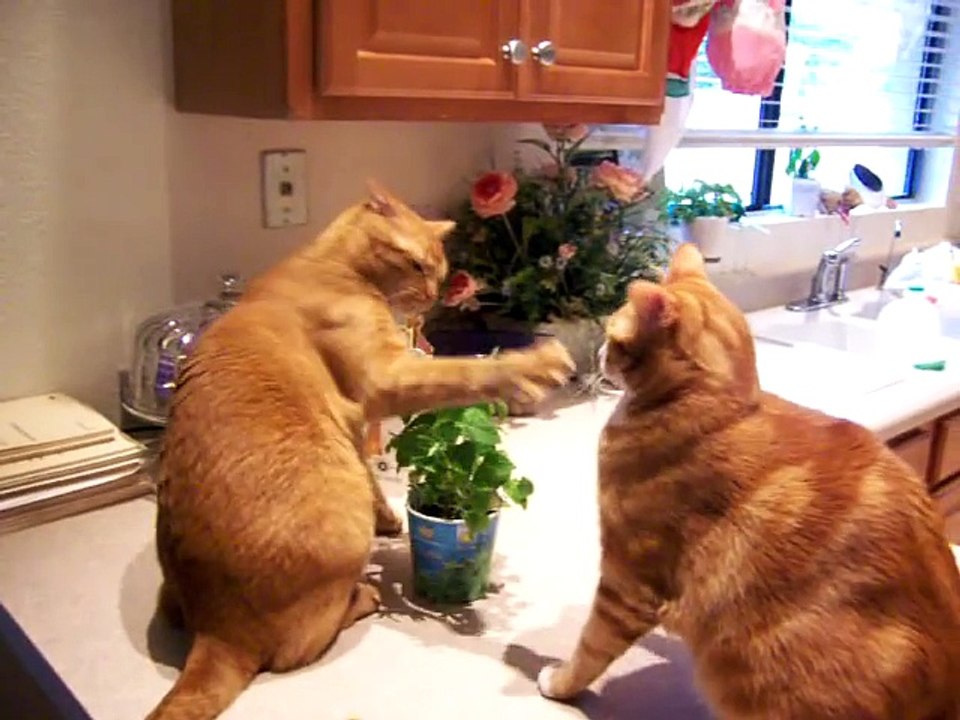 funny cat fight over catnip 2017