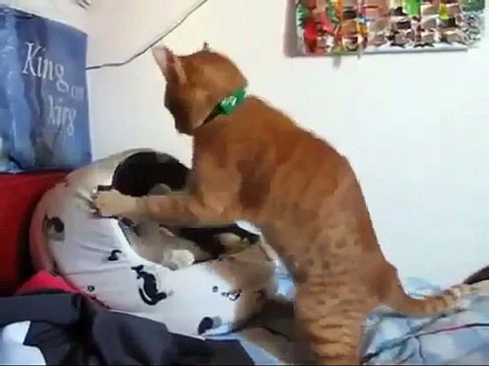 Funny Cat Fight!! -2017