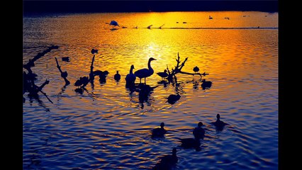 シューベルト　歌曲集「白鳥の歌」より “セレナーデ” D.957-4