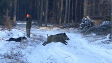 hunting for wild boar-in-the-wild-new-2017