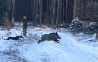 hunting for wild boar-in-the-wild-new-2017