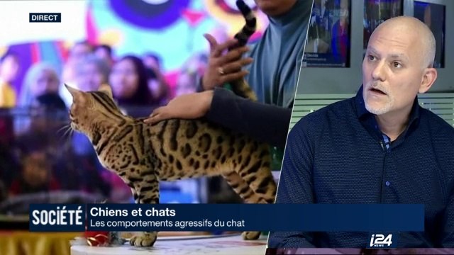 Les comportements agressifs du chat