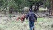 A person punches a face kangaroo to save a dog