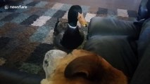 Nibbles the duck thinks he's a dog