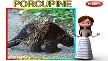 Porcupine Nursery Rhyme | Animal Rhymes | Nursery Rhymes With Lyrics | Nursery Rhymes 3D Animation