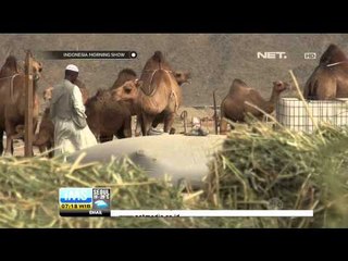 Pertenakan Unta di Hudaibiyah, Arab Saudi - IMS