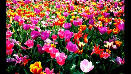 ✿.✿.✿.Petite Fleurs ✿.✿.✿