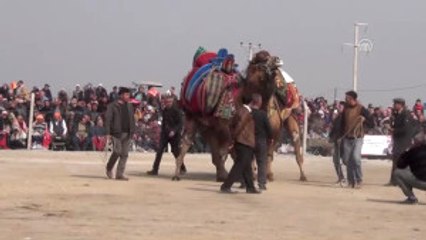 3. Deve Güreşleri Festivali Yapıldı