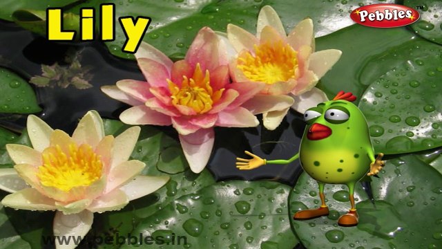 3D Rimas Colección | 30 canciones infantiles de la Colección | Flor de Rimas de Compilación | Rimas L