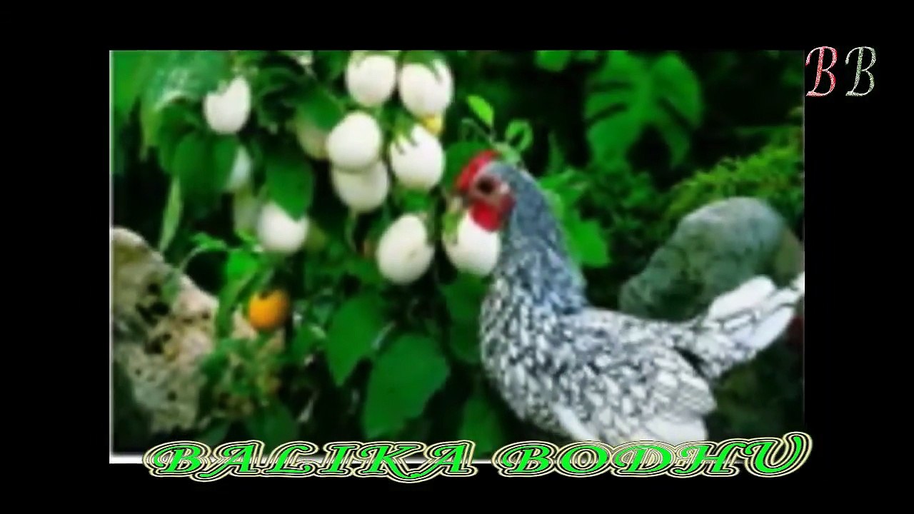 ডিম আজকাল গাছেও ধরে - না দেখলে বিশ্বাস করবেন না !! BB
