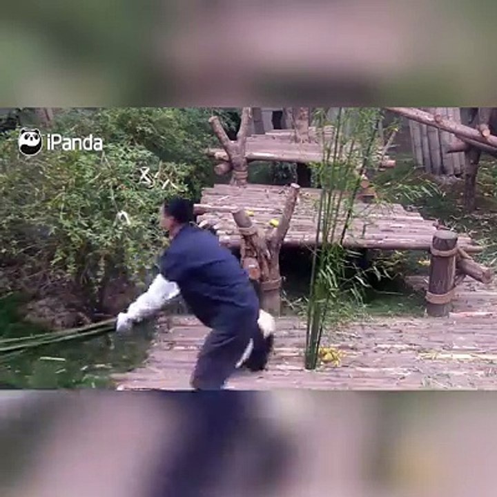 crazy panda