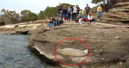 İzmir'de Uyumak İçin Kayalıklara Çıkan Akdeniz Foku İlgi Odağı Oldu