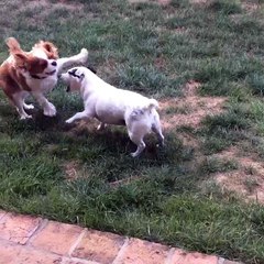 Cavalier King Charles vs Jack Russel