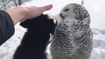 Un hibou et un husky deviennent les meilleurs amis du monde