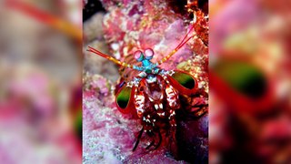 5 Extraordinary Sea Creatures That Will Blow Your Mind - YouTube