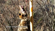 Asturias: Aparece un nuevo lobo colgado de una señal de tráfico en Teverga