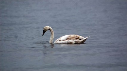 Cygnus olor diving time