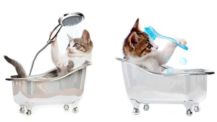 Сrazy cat that loves water ¦ funny cat and bath