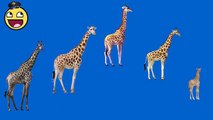 Childrens Songs | Giraffe Cartoons Finger Family Children Nursery Rhymes | Funny Rhymes for Childre