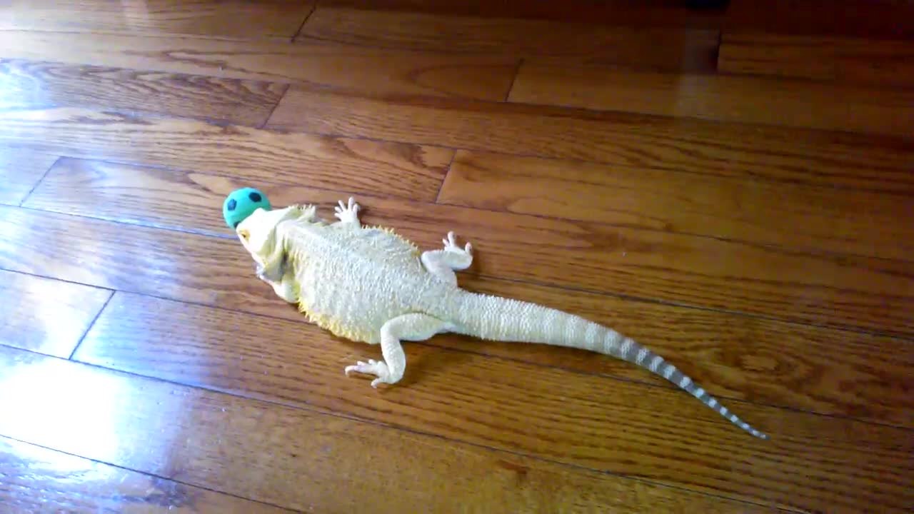 Bearded dragon tries to bury cat toy video Dailymotion