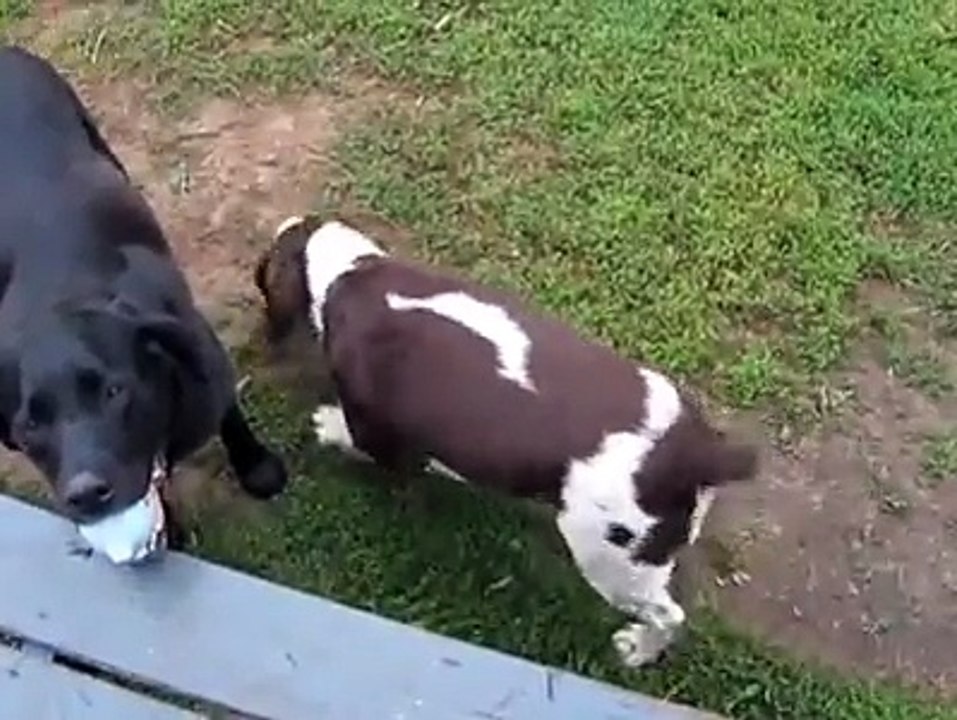 Funny dog funny animals funny video best funny video