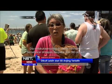 Puluhan Anjing Ikuti Lomba Selancar Air Dunia di Amerika Serikat - NET5