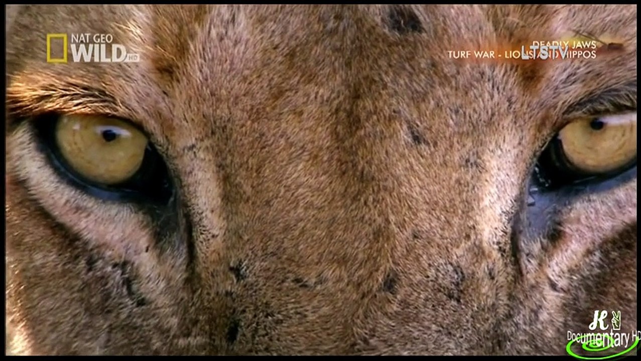 وثائقي الحرب الدموية بين الأسود و فرسان النهر أقوى و أعنف قتال على الإطلاق