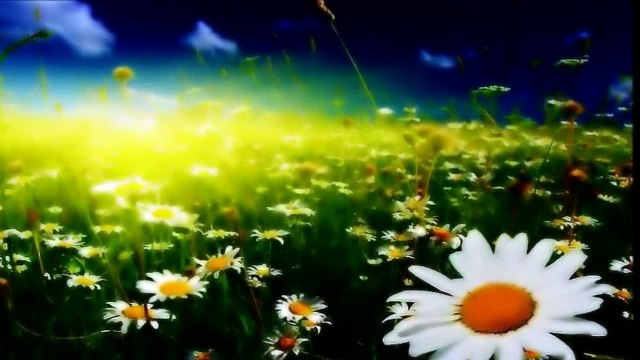 The GIPSIES - Les GITANS