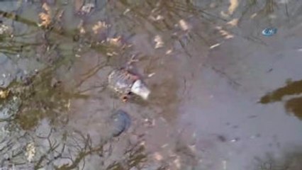 Su Kaplumbağaları Ormanlık Alanda Ölüme Terk Edildi