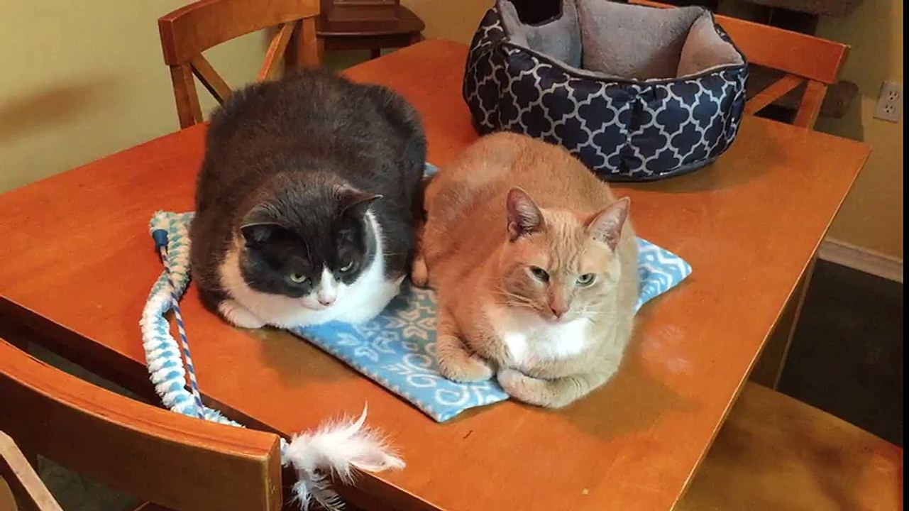 Gibson and Dexter