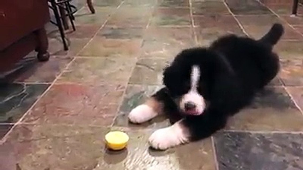 Animales divertidos #2
