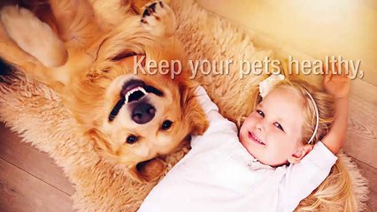 Pet's Delight: Your Partner In Improving Your Pet’s Health