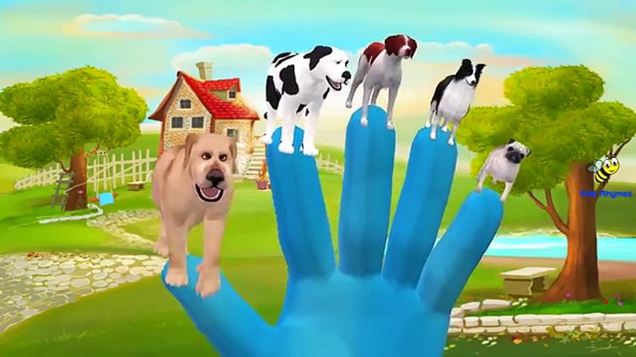 Funny Dogs Cats Finger Family Nursery Rhymes | Funny Little Babies Colors Cats Finger Fami
