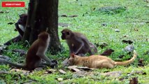 Điều gì xảy ra khi thả Khỉ Và Mèo vào chung