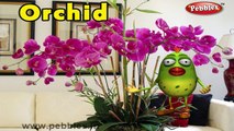 Orchid Rhyme | 3D Nursery Rhymes With Lyrics For Kids | Flower Rhymes | 3D Rhymes Animation