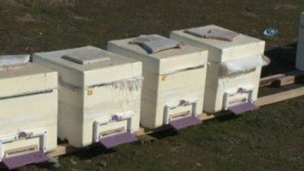 Arı Kolonilerinde Kış Kayıplarına Çözüm İzolasyonlu Kovan