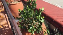 Dwarf size citrus trees Planting In Santa Barbara