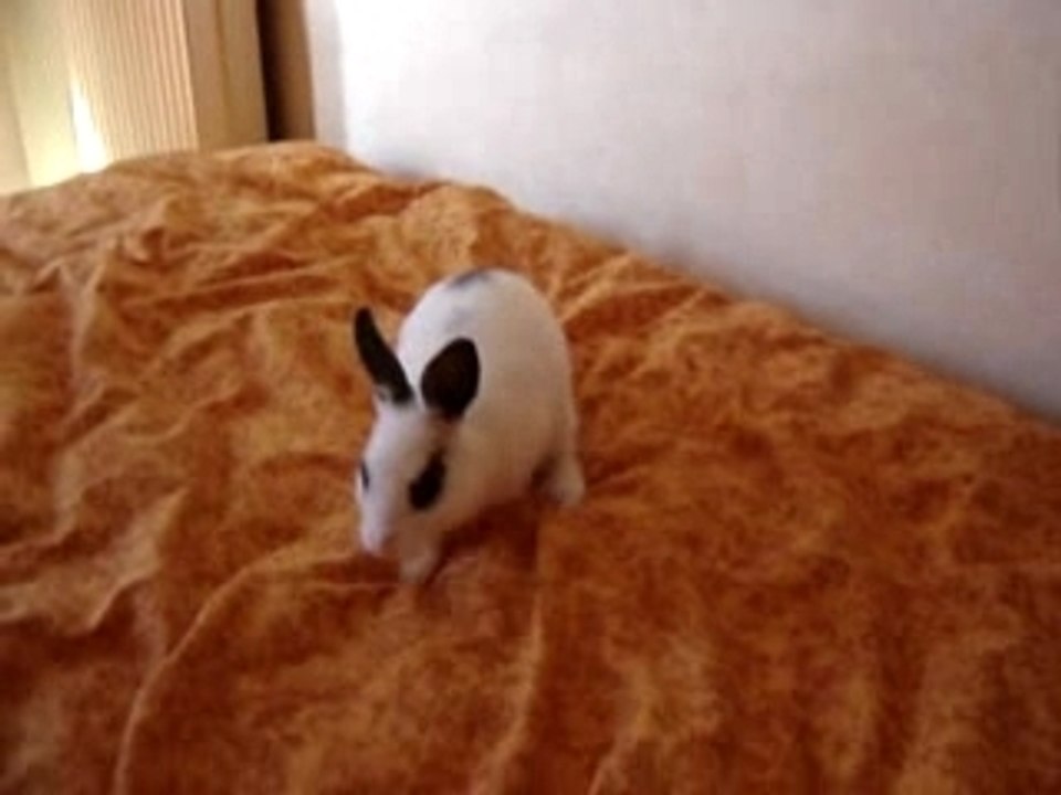 Lapine Perle