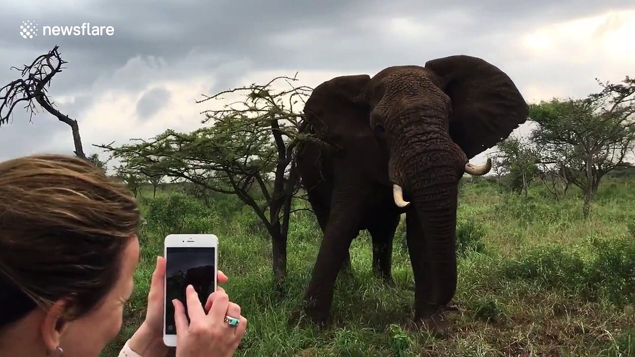 Elephant throws branch at jeep passengers