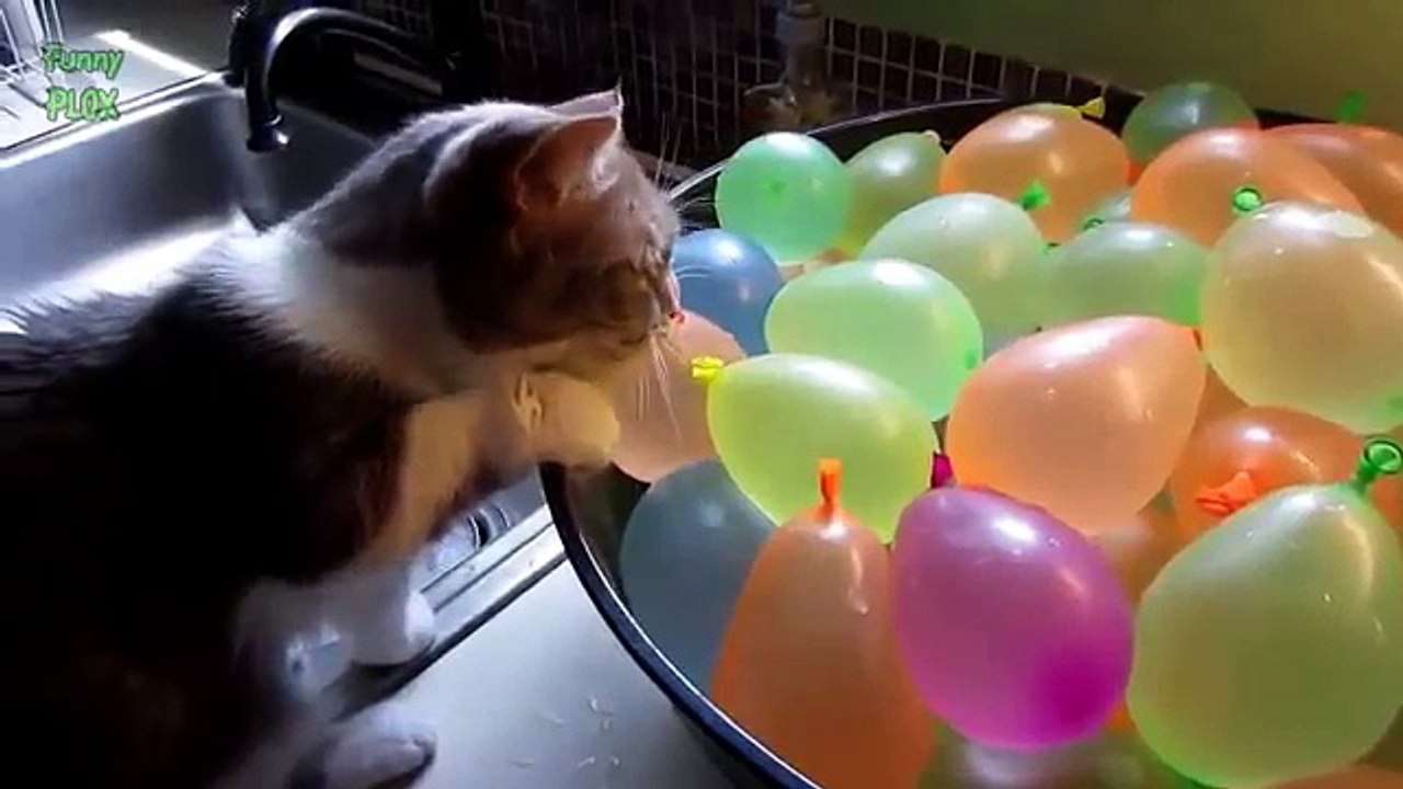 Funny Cats vs Balloons Compilation 2017 NEW HD