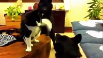 Funny Cats and Dogs Fighting Epic Cats and Dog Fight TOP Videos Compilation