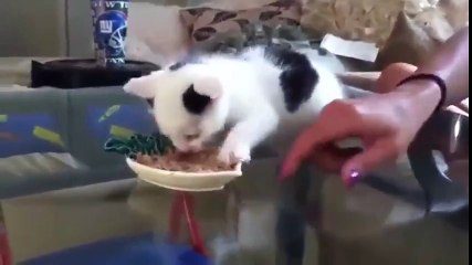 Funny videos of 2017 - Sweet kitty (Funny cats 2017)