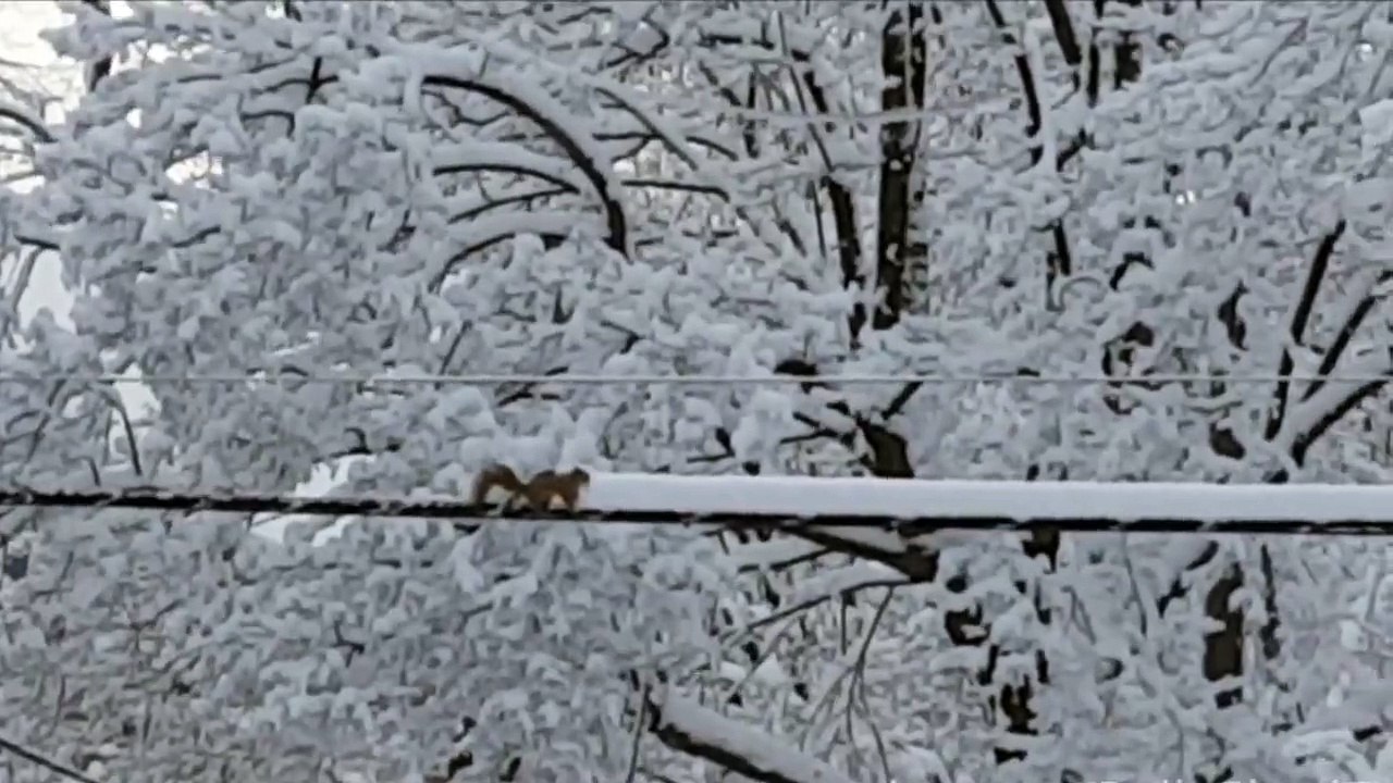 En Haute-Savoie ils utilisent des écureuils pour déneiger les câbles électriques!