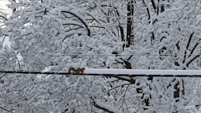 En Haute-Savoie ils utilisent des écureuils pour déneiger les câbles électriques!