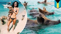 Famous swimming pigs found dead tourists may be getting them drunk