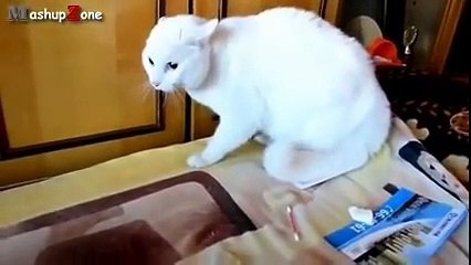 Funny Cats Getting Scared Compilation 2017