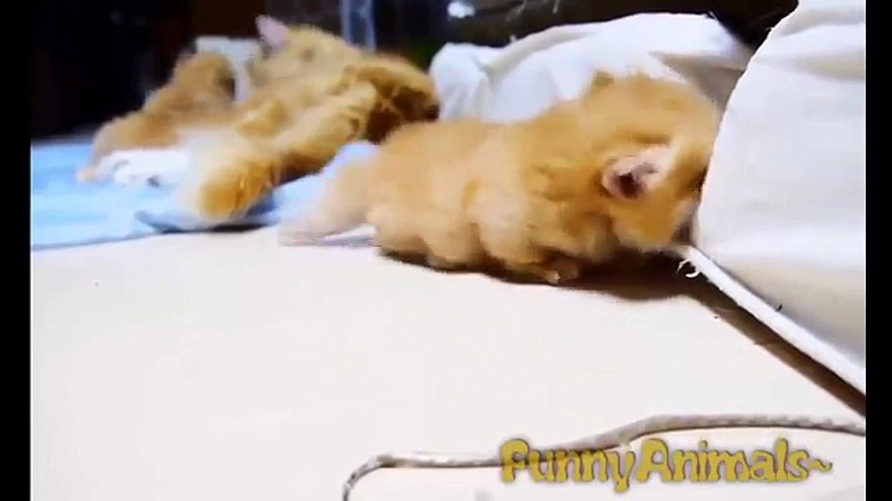 Funny Cats Compilation 2017