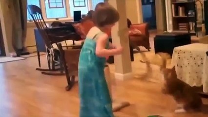 funny kittens compilation   funny cats video compilation #1